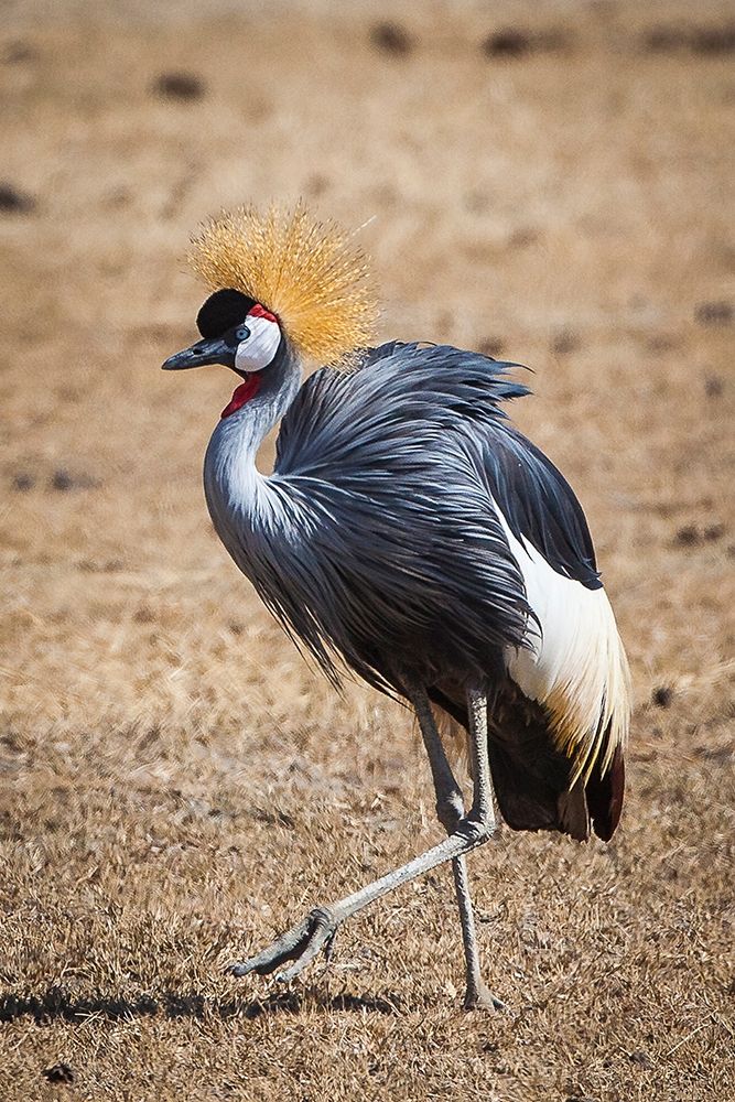 A grey crown crane is seen in Ngorongoro Crater-Tanzania